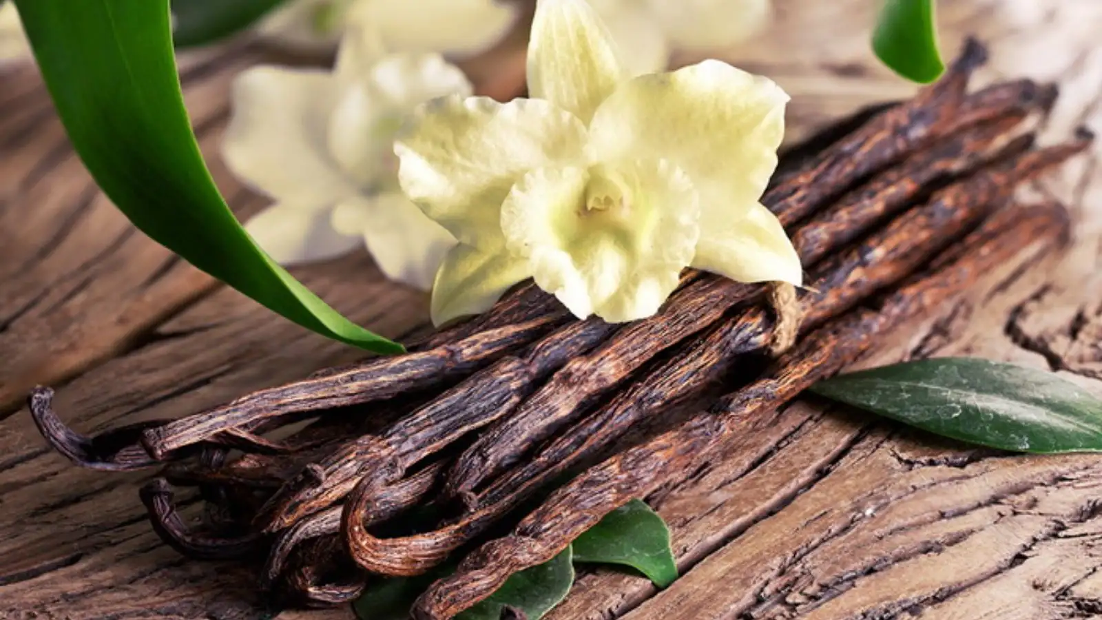 Hướng dẫn làm Vanilla Extract từ Vanilla Indonesia