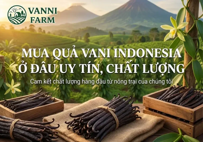 Mua quả vani Indonesia ở đâu uy tín, chất lượng