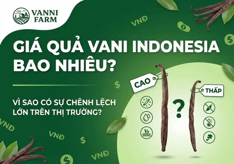 Giá quả vani Indonesia bao nhiêu? Vì sao có sự chênh lệch lớn trên thị trường?
